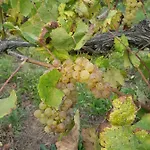 Quinta De Pindela - Natureza E Tradicao *