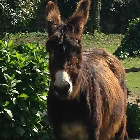 Quinta De Pindela - Natureza E Tradicao