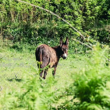 Quinta De Pindela - Natureza E Tradicao *