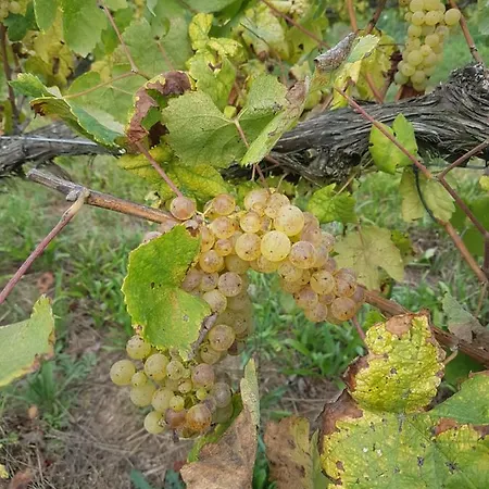 Quinta De Pindela - Natureza E Tradicao *