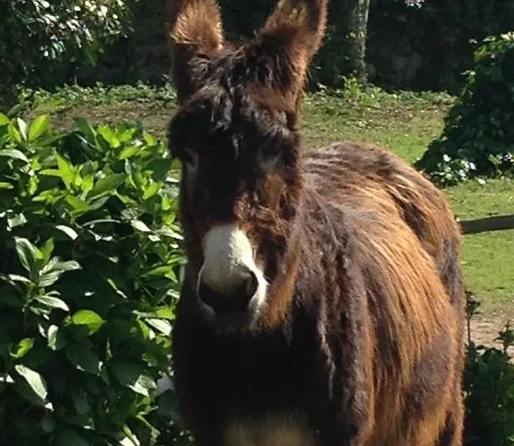 Quinta De Pindela - Natureza E Tradicao