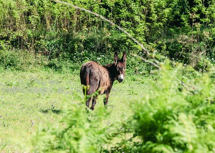 Quinta De Pindela - Natureza E Tradicao *