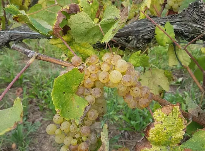 Quinta De Pindela - Natureza E Tradicao *