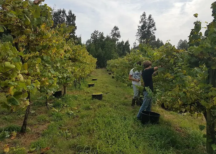 펜션 Quinta De Pindela - Natureza E Tradicao
